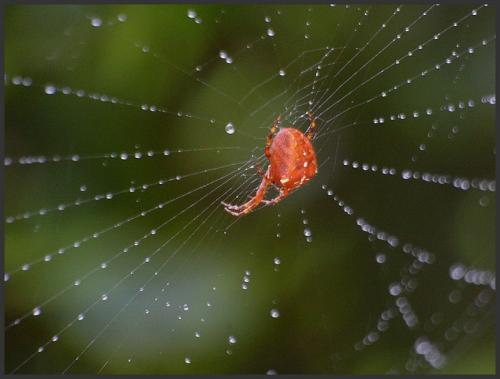 Araneus diadematus