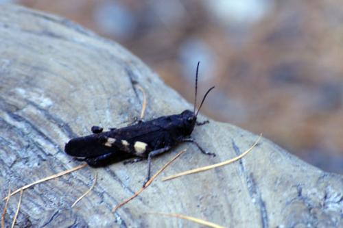 Réf. 93 598 : Psophus stridulus stridulus
