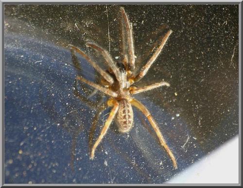 Segestria florentina