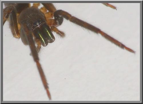 Segestria florentina