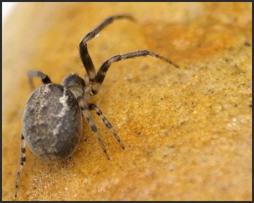 Zygiella x-notata