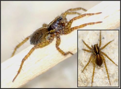 Pardosa agrestis
