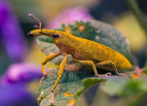 Réf. 93 071 : Lixus pulverulentus