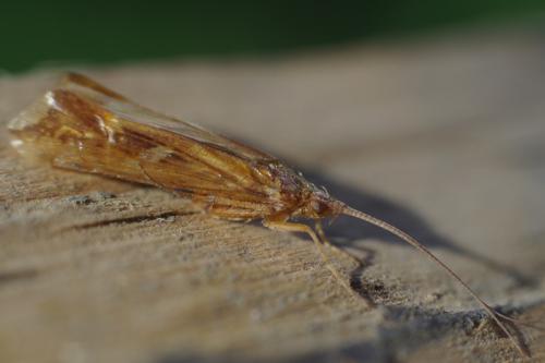 Limnephilus lunatus