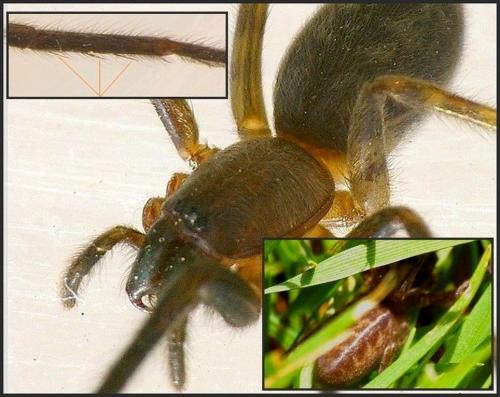 Segestria sp.