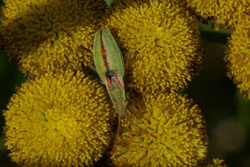 Réf. 93 317 : Myrmus miriformis