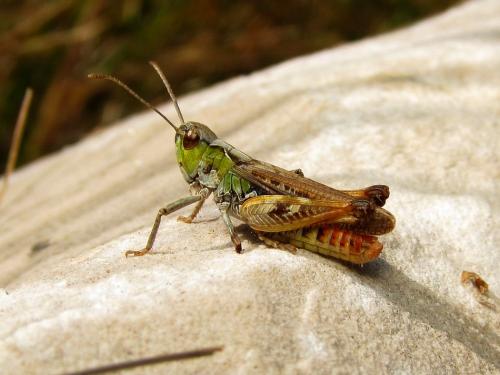 Myrmeleotettix maculatus maculatus