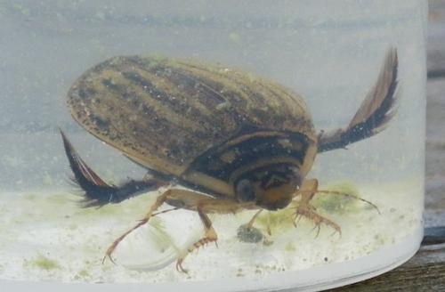 Réf. 93 537 : Acilius sulcatus