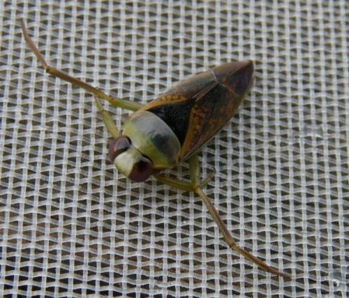 Réf. 93 539 : Notonecta maculata