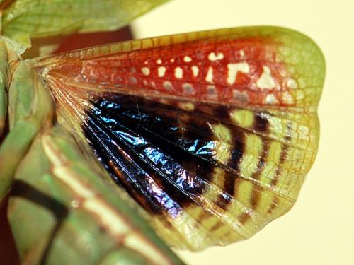 Iris oratoria