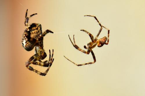 Araneus diadematus
