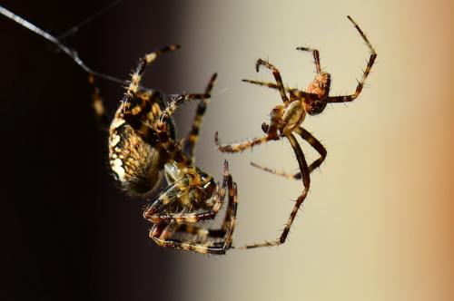 Araneus diadematus
