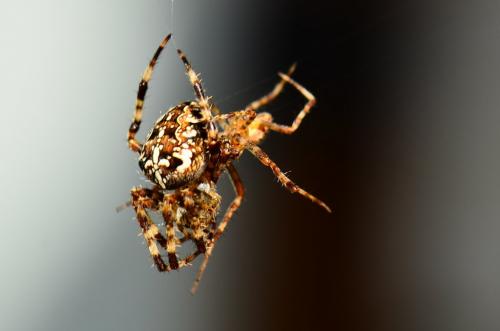 Araneus diadematus