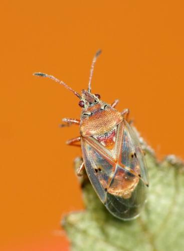 Kleidocerys resedae