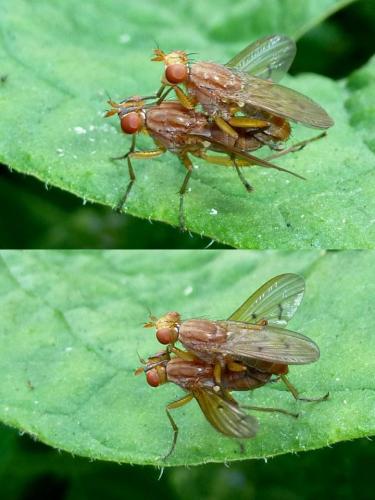Tetanocera sp.