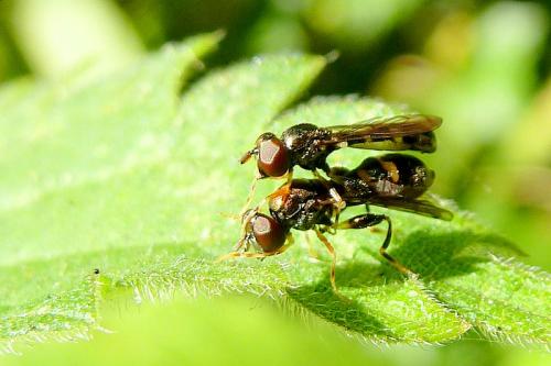 Neoascia podagrica