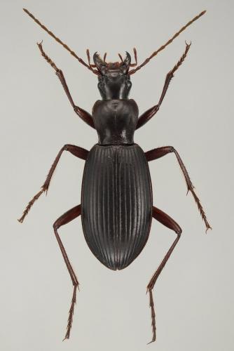 Réf. 93 937 : Laemostenus oblongus