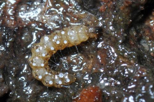 Forcipomyia sp.