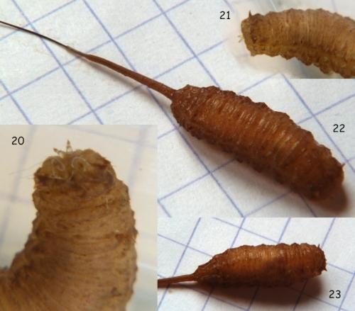 Réf. 93 441 : Myathropa florea