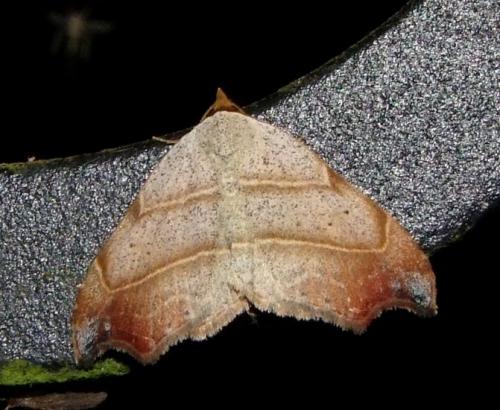 Réf. 93 585 : Laspeyria flexula