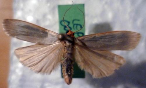 Eilema sp.