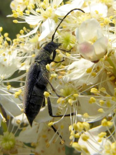 Anastrangalia dubia