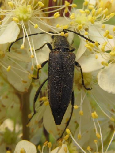 Anastrangalia dubia