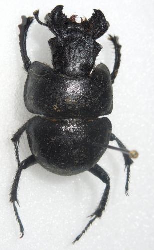 Lethrus apterus