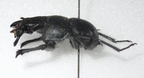 Lethrus apterus