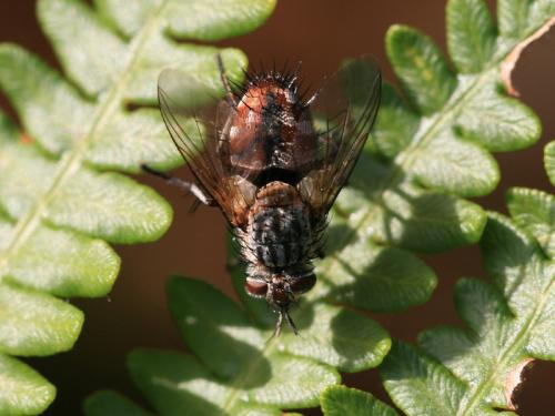 Réf. 93 783 : Linnaemya vulpina