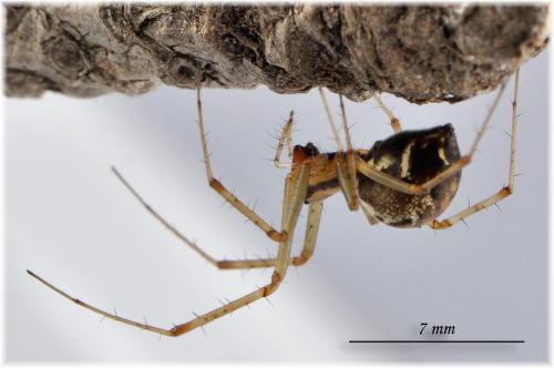 Réf. 93 744 : Linyphia triangularis