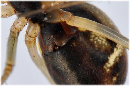 Réf. 93 745 : Linyphia triangularis