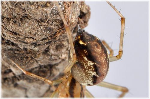 Réf. 93 747 : Linyphia triangularis