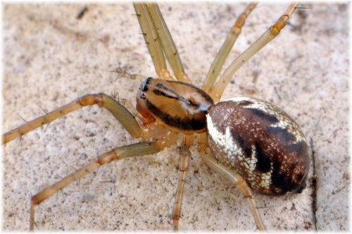 Réf. 93 748 : Linyphia triangularis