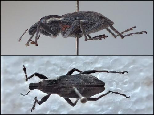 Réf. 93 025 : Coniocleonus tabidus