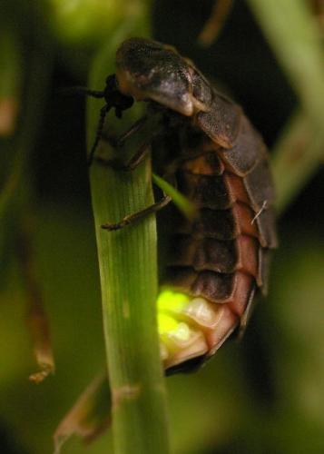 Lampyris noctiluca