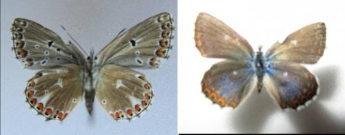 Polyommatus bellargus