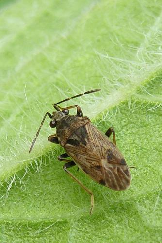Réf. 93 501 : Peritrechus gracilicornis
