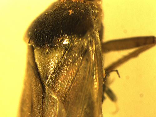 Lygus sp.