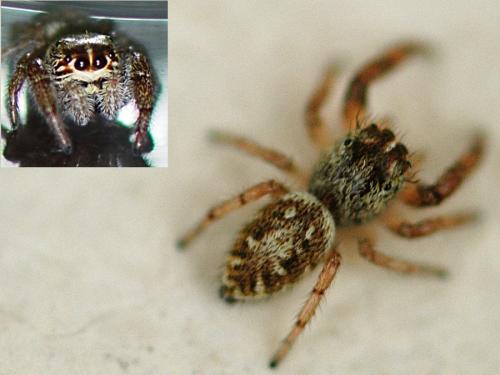 Macaroeris nidicolens