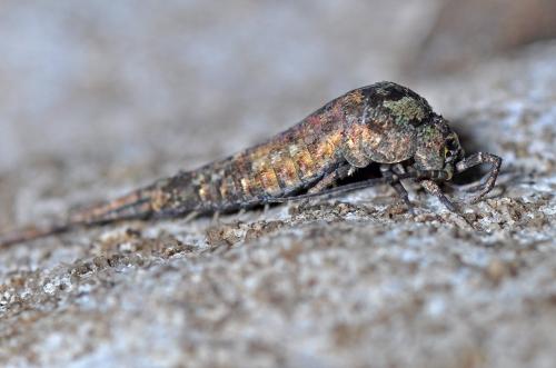 Dilta sp.