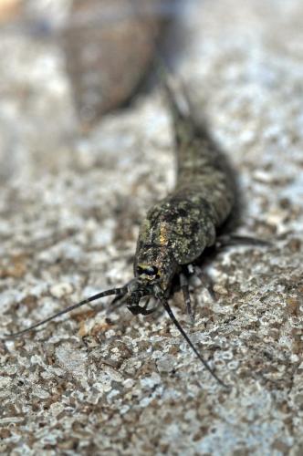 Dilta sp.