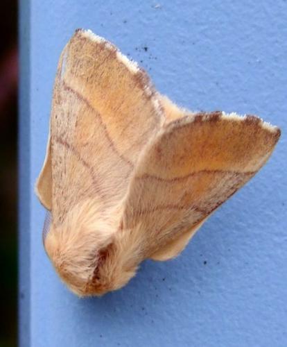 Malacosoma neustria