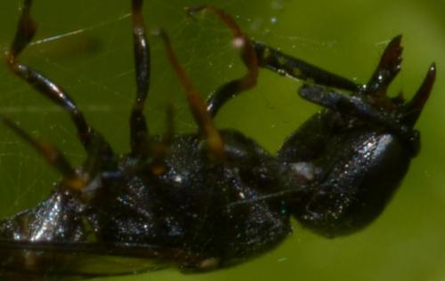 Microdynerus sp.