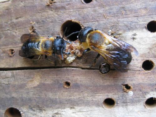 Megachile sculpturalis