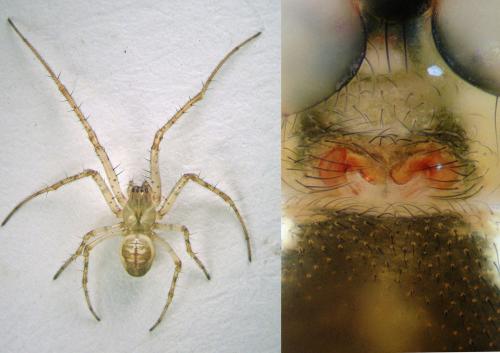 Metellina mengei
