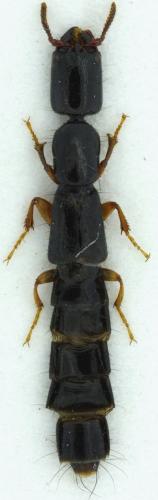 Zeteotomus brevicornis