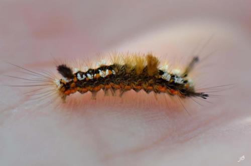 Orgyia recens
