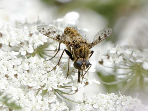 Réf. 93 299 : Cyllenia rustica