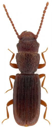 Réf. 93 231 : Cryptolestes spartii